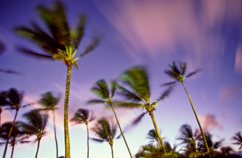 Artful Trees 8